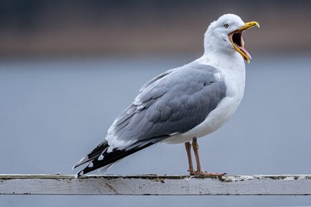 how-long-do-seagulls-live-1536x1024.jpeg