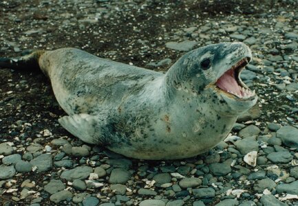 Leopard-seal.jpg