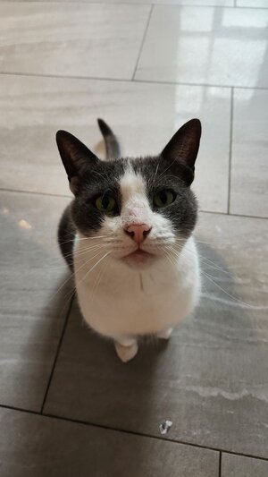 cat gblvmvbrjiajoujpu.jpg