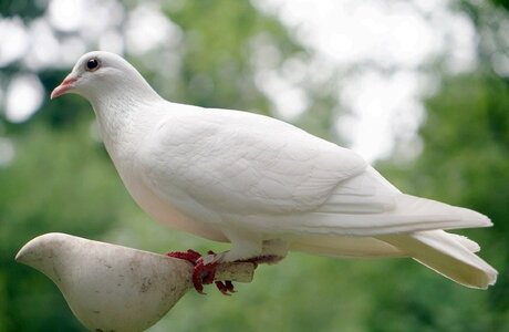 Dove-on-close-up.jpg