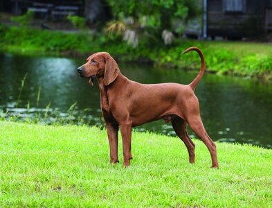 Redbone-coonhound-detail.jpg
