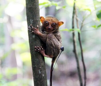 Tarsier-1.jpg
