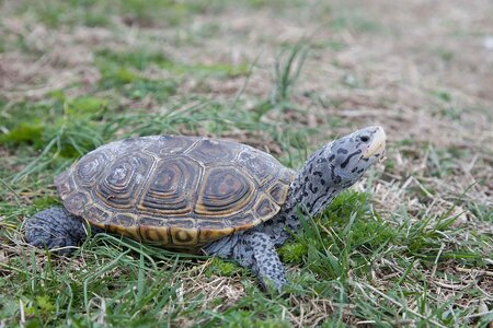 1200px-Diamond_terrapin_turtle_reptile_malaclemys_terrapin.jpg