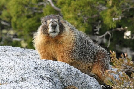 Yellow-bellied-marmot_Greg-Schecter.jpg