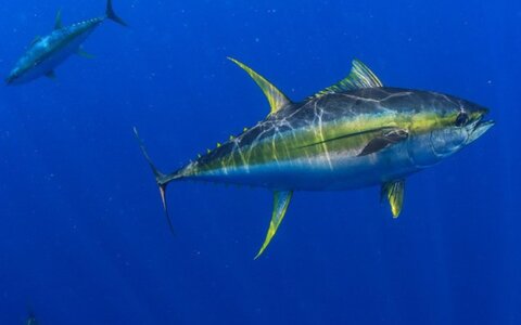 66690d0f15477364171dd0ee_Yellowfin Tuna Species Guide_hero banner_2880x1800.jpg