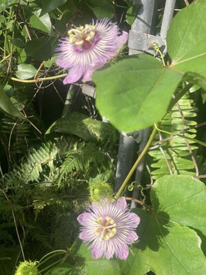 Passiflora #2.jpeg