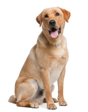 Labrador Retriever  1_0.jpg