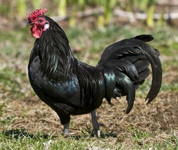black rooster.jpeg