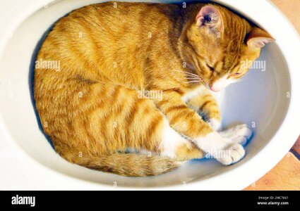 red-cat-lay-down-in-a-small-bath-to-take-a-shower-background-2HC7661.jpg