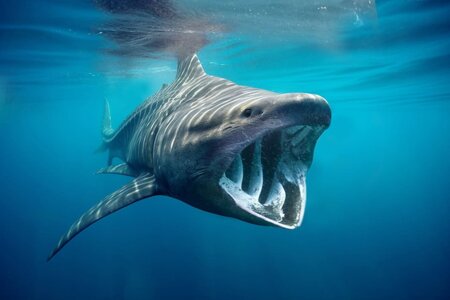 Basking-Sharks-1318x879.jpg