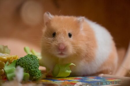things-you-should-know-before-getting-a-pet-hamster.jpg