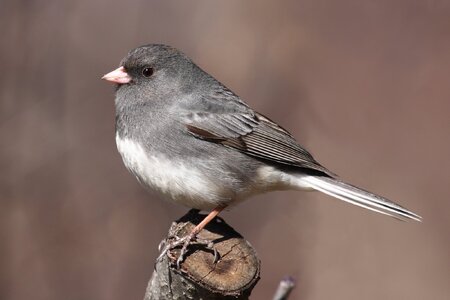 Junco_hyemalis_hyemalis_CT1_(cropped).jpg