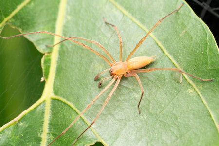 Yellow_Sac_Spider_iStock-1352234860.jpg