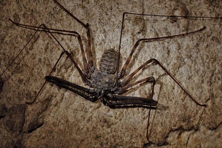 Damon-diadema-tailless-whip-scorpion-cave-Bohol.jpg