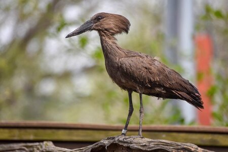 hamerkop_web-1024x683.jpg