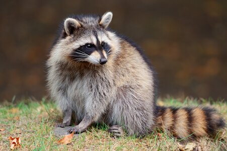 raccoon-grass_3x2.jpg