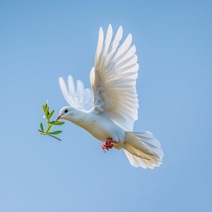 dove-carrying-olive-stockcake.jpg