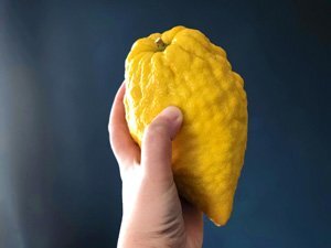 citron_whole_1.jpg