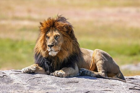 020_The_lion_king_Snyggve_in_the_Serengeti_National_Park_Photo_by_Giles_Laurent.jpg