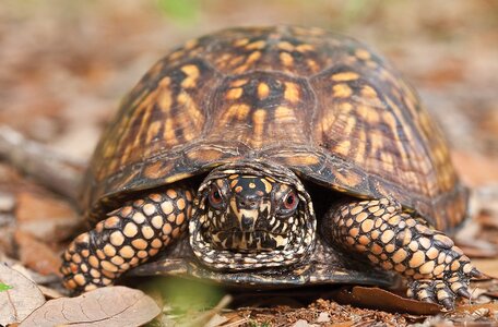 BoxTurtles_Head-on-view-of-male-Eastern-Box-Turtle_MDunn.jpg