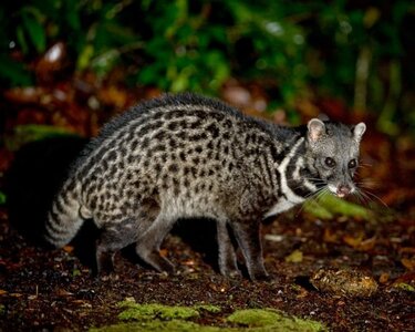 Malay_civet.jpg