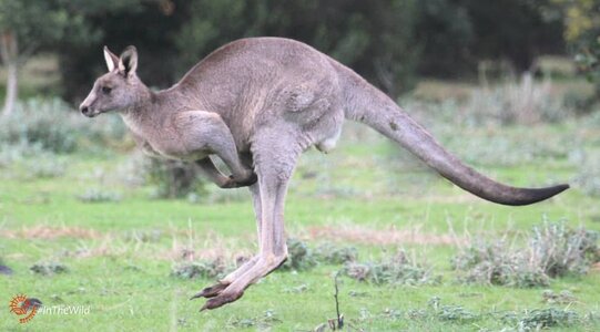 EASTERN-grey-kangaroo-male-hopping-190812p02phwmlow-min.jpg