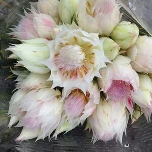 07732B__Protea_Blushing_Bride.jpg
