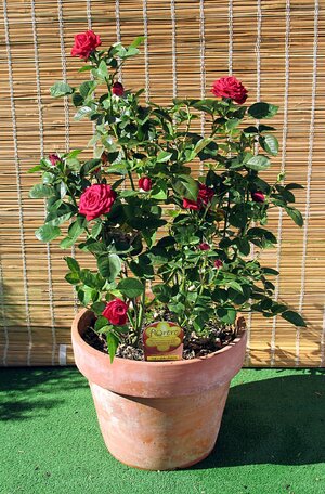 _Meillandine__Rose_in_clay_pot.jpg