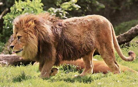 Barbary_lion_%28SciiFii%29.jpg