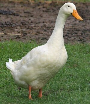 Royal_Pekin_Ducks_Farm_Armoor_for_sale_in_hyderabad_1.jpg