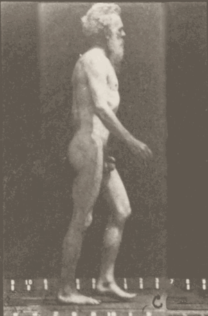 gif-EadweardMuybridge01.gif