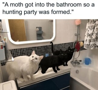 1757273482671.jpeg 1757273482671.jpeg