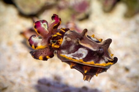 flamboyant-cuttlefish-tr17-0974.jpg