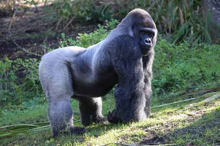 eastern-gorilla-1024x682-1.jpg