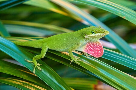 GREEN_ANOLE.jpg