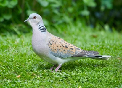 Turtle_dove_credit_Gary_Huston.jpg.webp