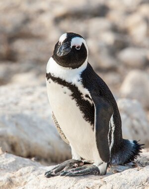 africanpenguin.jpg