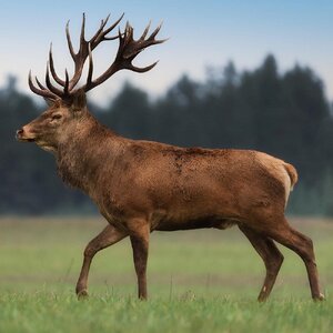 Red_Deer_Bull.jpg