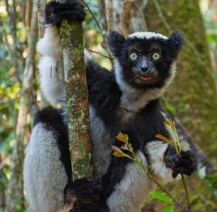 Indri_heikkih.jpeg