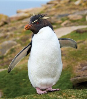 rockhopper-penguin.jpg