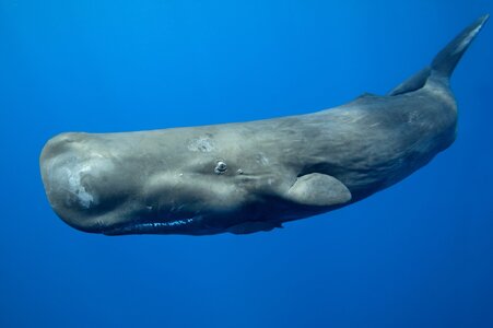 Sperm-whale-4e62454.jpg