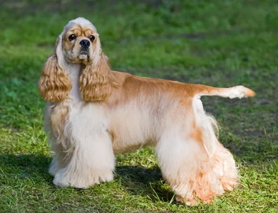 american-cocker-spaniel-in-the-grass.webp