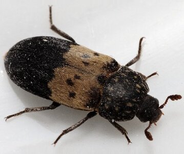 Larger_Beetle-1.jpg