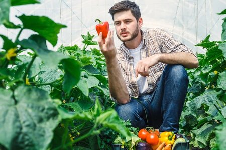 Man-picking-vegetables-in-greenhouse-Stock-Photo.jpg