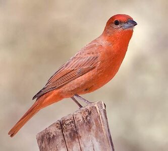 Hepatic-tanager.jpg