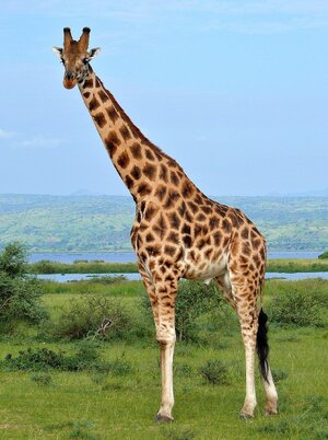1280px-Rothschild's_Giraffe_(Giraffa_camelopardalis_rothschildi)_male_(7068054987),_crop_&_edit.jpg