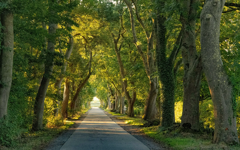 Screenshot 2025-10-21 at 13-34-21 »Allee des Jahres« 2025 Das sind die schönsten Alleen Deutsc...png
