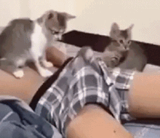 IMG_3594.gif