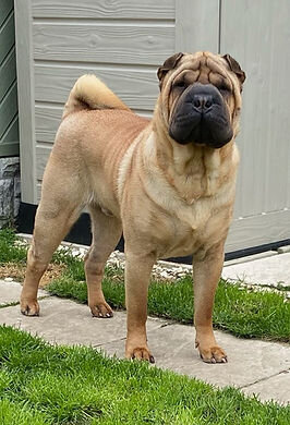 Sharpei-3df352_41a71f7b06c941f39635676138f4a412~mv2.jpg