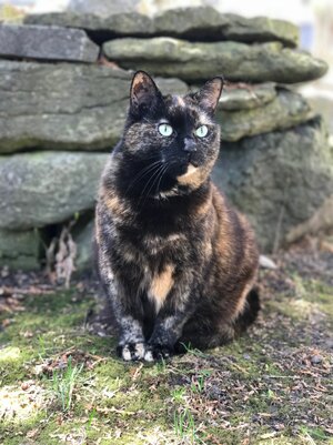 Short-haired_tortoiseshell_cat.jpg